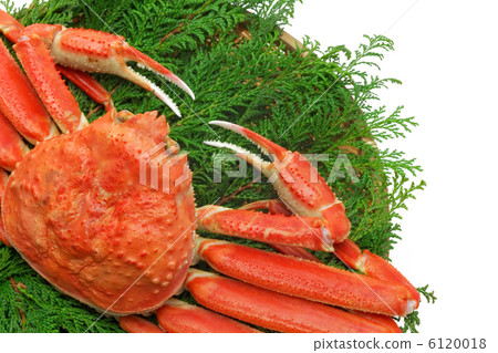 Matsuba crab 6120018