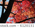 秋天的樹葉 6120131