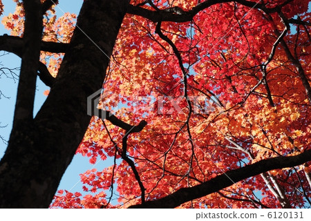 秋天的樹葉 6120131