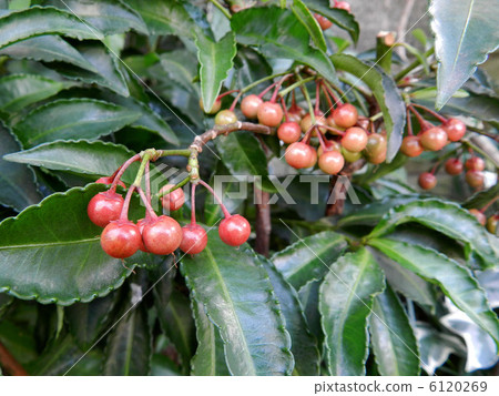 A thousand real fruits that turned red 6120269