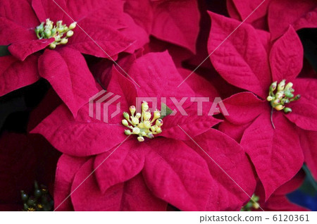 Poinsettia 6120361
