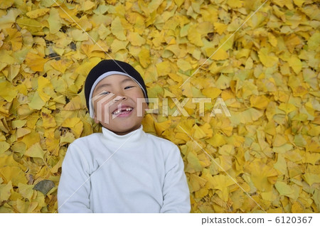 Ginkgo biloba 6120367