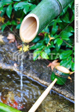 Bamboo shoot 6120421