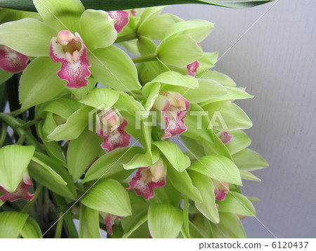 Western Shingbi (mystery of Ito) 6120437