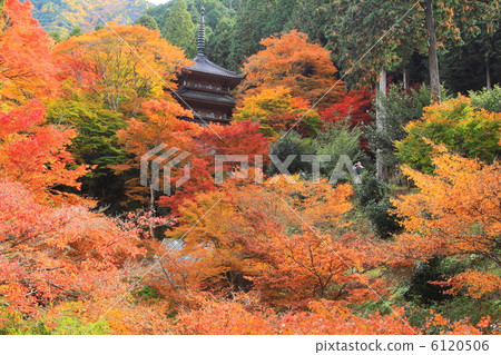 Kyoto Tamba Sasayama Takasenji in autumn 6120506