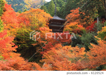 Kyoto Tamba Sasayama Takasenji in autumn 6120524