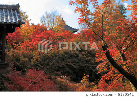 京都東福寺橋樑的Momiji 京都東福寺橋樑的Momiji 6120541