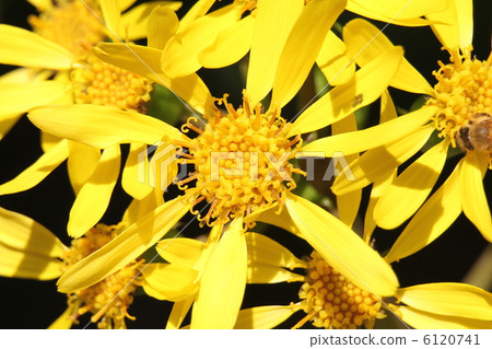 Tsuwabuki Tsuwabuki 6120741