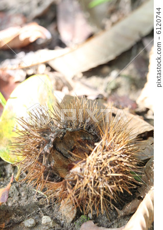 消失的栗子魷魚 6120744