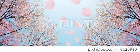櫻花 櫻花 6120980