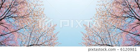 櫻花 6120981