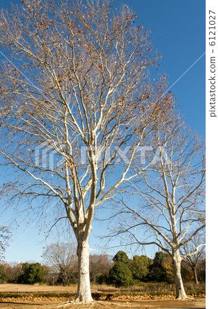Late autumn America tin plot tree Late autumn America tin plot tree 6121027