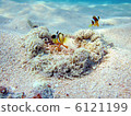 Clown anemonefish 6121199