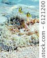 Clown anemonefish 6121200