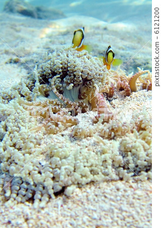 小丑anemonefish 6121200