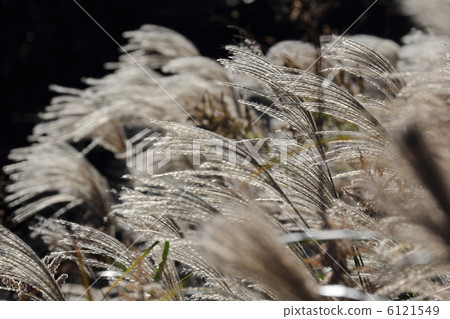Susuki at Kawachi Pass 6121549