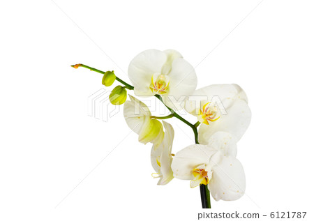 White orchid 6121787