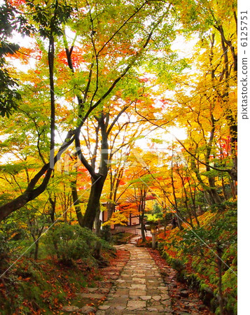 Jogakkoji寺廟秋葉 Jogakkoji寺廟秋葉 6125751