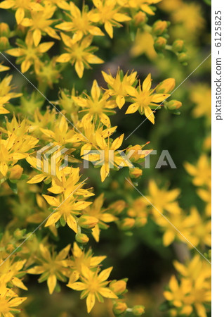 Flower of Mexican Ladusa Flower of Mexican Ladusa 6125825