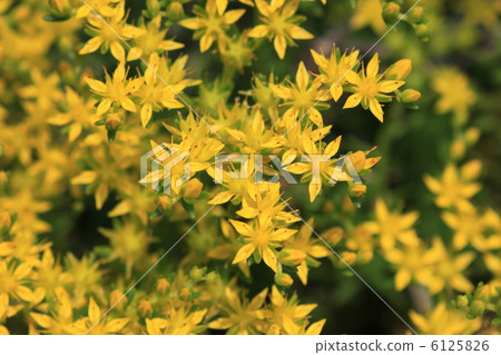 墨西哥Ladusa花 墨西哥Ladusa花 6125826