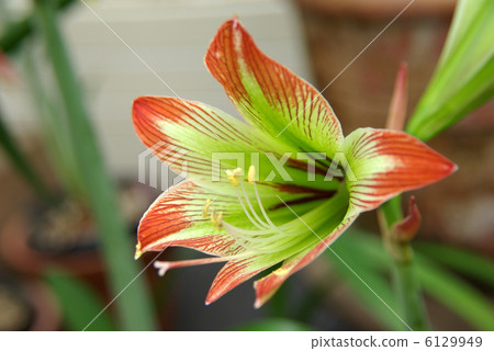 Amaryllis Amaryllis 6129949
