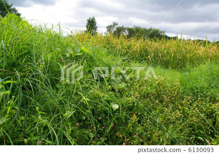 大米和岸 6130093