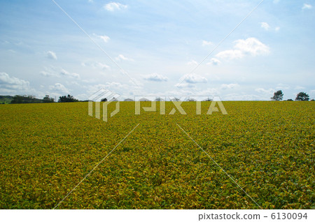 Beanfield和塑料房子 6130094