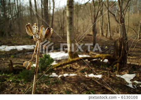 莉莉奧雷巴 6130108