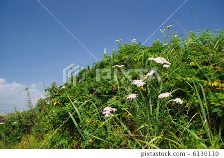 Saw Palmetto 6130110