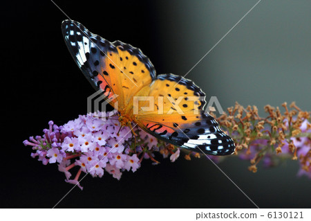 Python butterfly Python butterfly 6130121