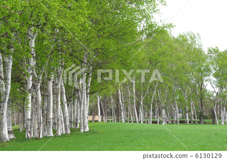 White birch White birch 6130129