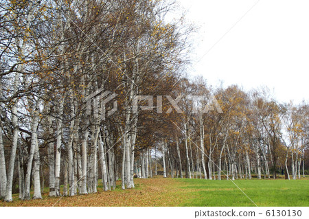 White birch 6130130