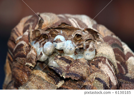 Wasp of the hornet 6130185