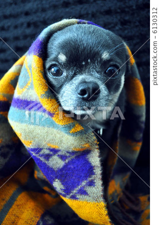 奇瓦瓦 奇瓦瓦 6130312