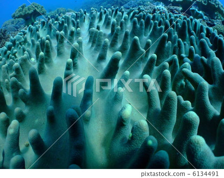 珊瑚礁珊瑚海沖繩島克拉瑪群島軟珊瑚 6134491