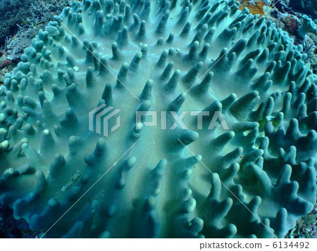 珊瑚礁珊瑚海沖繩島克拉瑪群島軟珊瑚 6134492