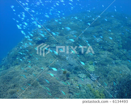 珊瑚礁珊瑚海沖繩喀拉馬群島Debass雀鯛 6134493