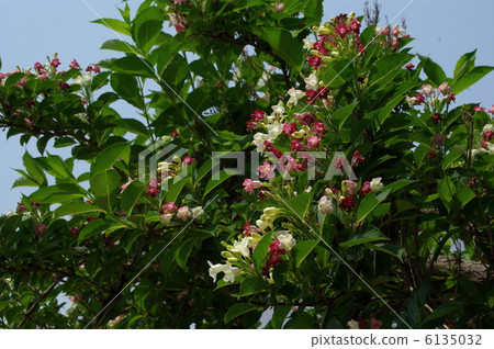 博克斯爾夫 博克斯爾夫 6135032