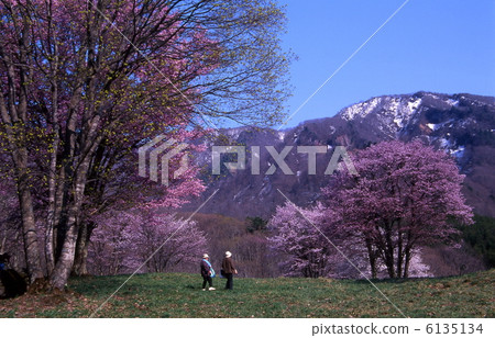 雪山和大山櫻花 雪山和大山櫻花 6135134