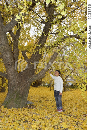 Ginkgo 6135216