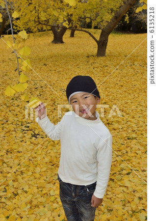 銀杏 銀杏 6135218