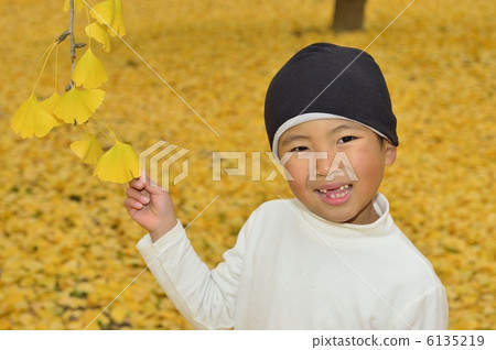 銀杏 銀杏 6135219