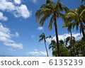 棕櫚樹 6135239