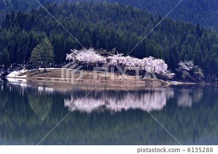 Snowfall and cherry blossoms in full bloom Snowfall and cherry blossoms in full bloom 6135288