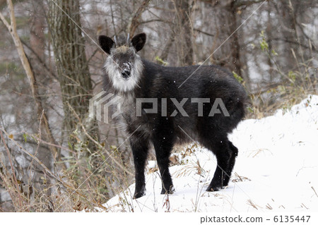 Japanese serow 6135447