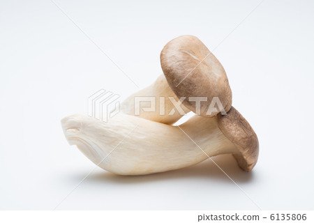 king oyster mushroom king oyster mushroom 6135806