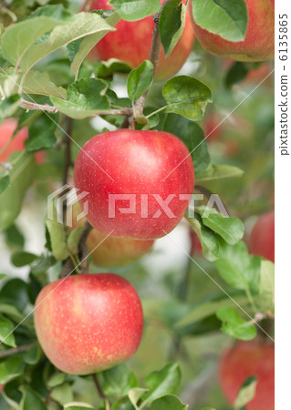 蘋果農場 6135865