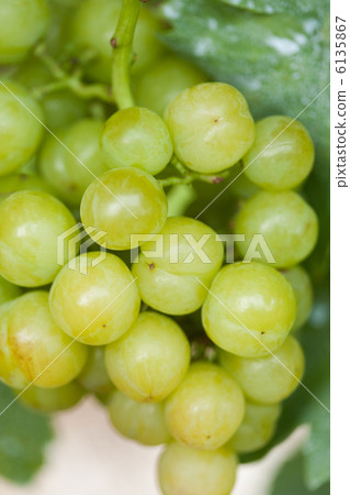 葡萄瀨戶巨人隊 葡萄瀨戶巨人隊 6135867