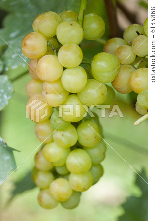 葡萄瀨戶巨人隊 6135868