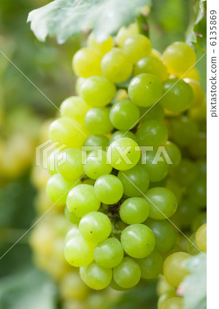 葡萄Yume 6135869